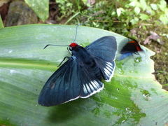 Pyrrhopyge aziza aziza