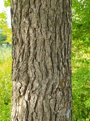 Pyrus ussuriensis