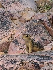 Ictidomys tridecemlineatus