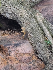 Ictidomys tridecemlineatus