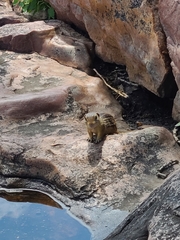 Ictidomys tridecemlineatus