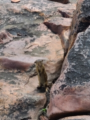 Ictidomys tridecemlineatus