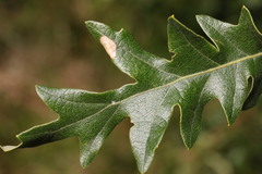 Phyllonorycter messaniella