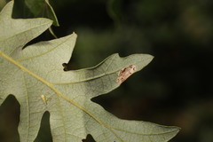 Phyllonorycter messaniella