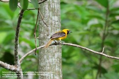 Icterus mesomelas