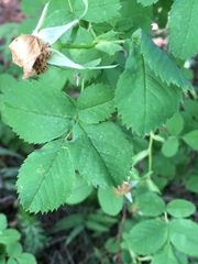 Rosa nutkana hispida