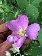 Rosa nutkana hispida