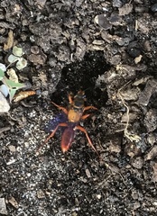Sphex jamaicensis