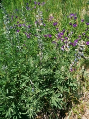 Lupinus albicaulis