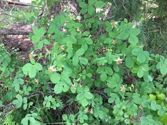 Rosa nutkana hispida