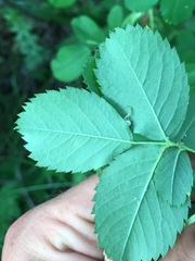 Rosa nutkana hispida