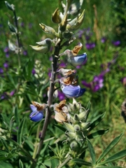 Lupinus albicaulis