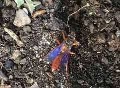 Sphex jamaicensis