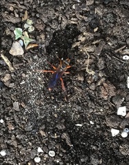 Sphex jamaicensis