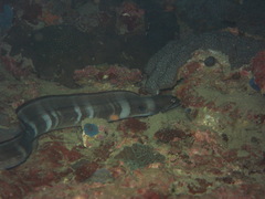 Conger cinereus