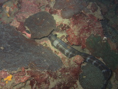Conger cinereus