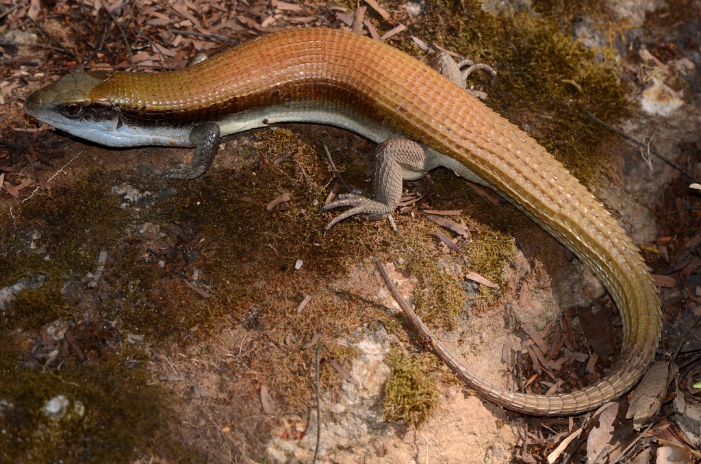 Laurent's Plated Lizard