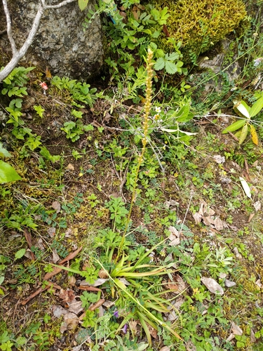 Amitostigma faberi (Rolfe) Schltr. 3