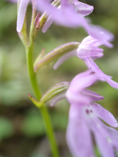 Amitostigma faberi (Rolfe) Schltr. 4