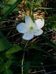Anemonastrum deltoideum