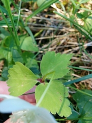 Anemonastrum deltoideum