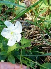 Anemonastrum deltoideum