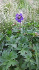 Geranium gymnocaulon