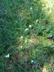 Anemonastrum deltoideum