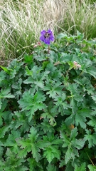 Geranium gymnocaulon