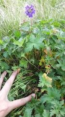 Geranium gymnocaulon