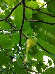Corylus sieboldiana mandshurica
