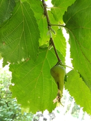 Corylus sieboldiana mandshurica