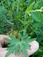 Delphinium menziesii