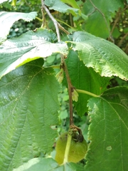 Corylus sieboldiana mandshurica