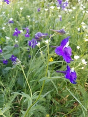 Delphinium menziesii