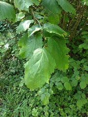Corylus sieboldiana mandshurica