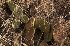Opuntia cespitosa