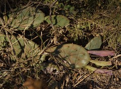 Opuntia cespitosa