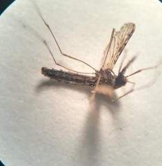 Anopheles albimanus