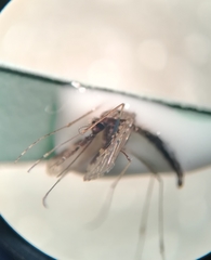 Anopheles albimanus