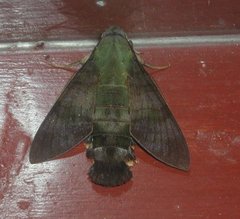 Macroglossum corythus