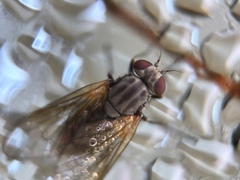 Symphoromyia