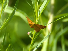 Idaea serpentata