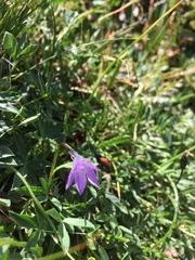 Campanula uniflora