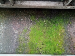 Thuidium peruvianum