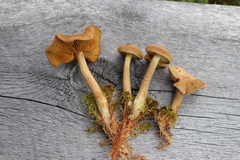 Cortinarius huronensis