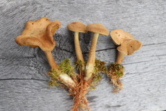 Cortinarius huronensis