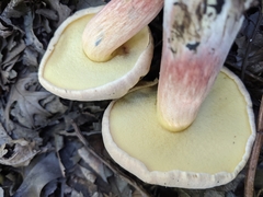 Xerocomellus mendocinensis