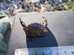 Panopeus africanus