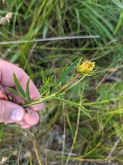 Coreopsis palmata